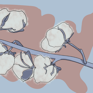 Cotton And Its Role In Skin Hygiene Health
